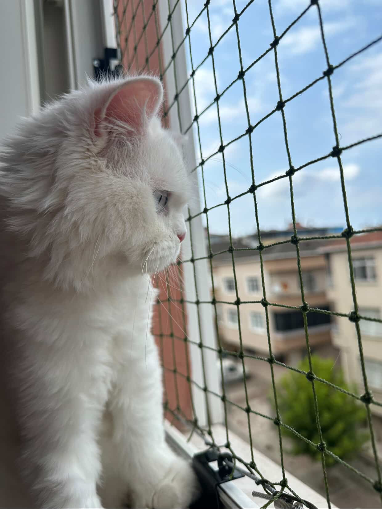 Pencere kedi güvenlik filesi